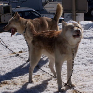 de bon chien